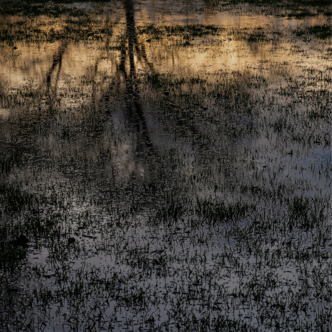 Reflection of tree in water with muted tones and golden light, creating a calm, reflective atmosphere