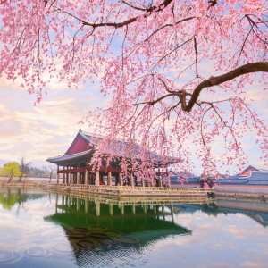 Gyeongbokgung Palace beneath cherry blossom in spring, reflecting the essay's journey through Korean culture and storytelling.